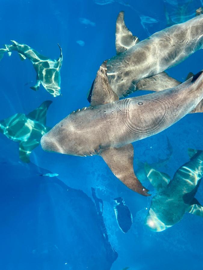 Reef Edge Thulusdhoo, Maldives Hotel Екстериор снимка
